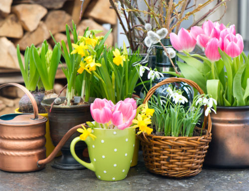 Shop Our Spring Flower and Plant Collection For Beautiful Decor and Gifts