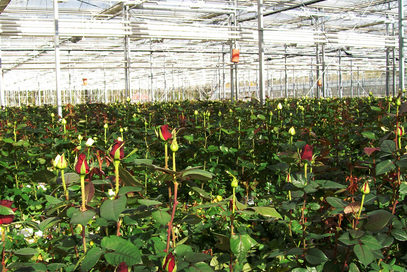 Ecuadorian Long Stem Roses