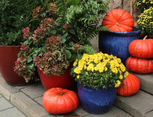 Come and see the marvelous Halloween Flowers and Fall decor for your home at Veldkamps Flowers