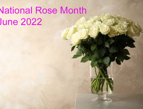 Shop with Veldkamp’s Flowers in Denver for National Rose Month Fresh Roses