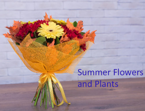 Find Festive Summer Flowers and Plants at Veldkamp’s Flowers
