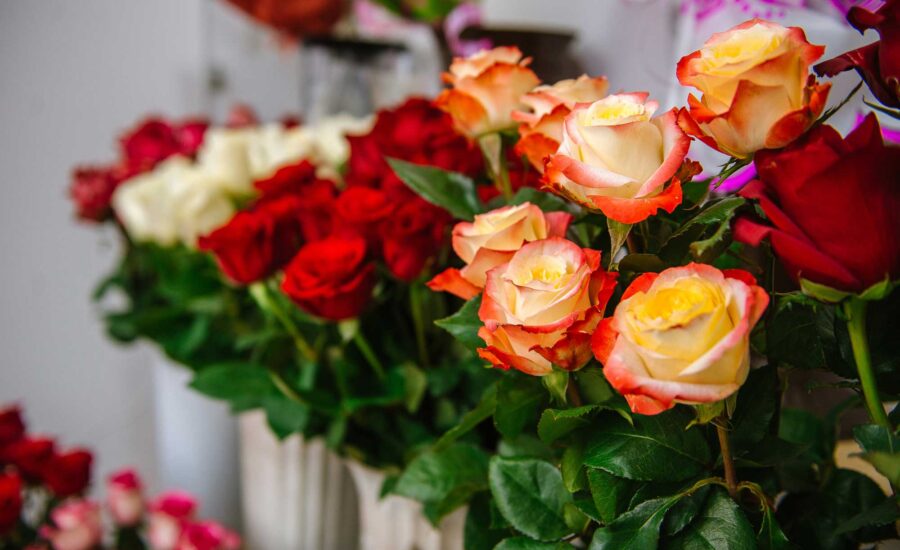 Best Roses In Denver, Florist Denver Colorado