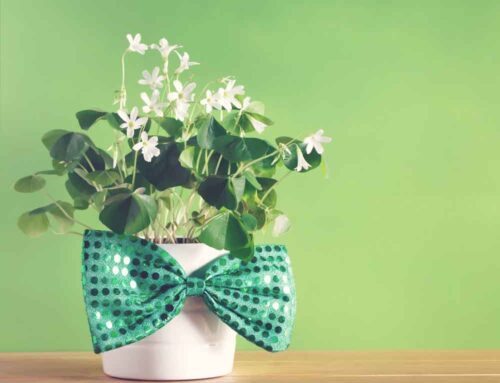 Veldkamp’s Flowers Offers Fresh and Festive Saint Patrick’s Day Flowers. (Multi Occasion Coupons Below)