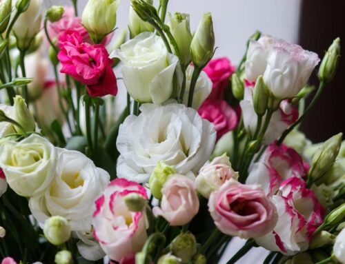Use Discounts Below to Purchase May Birthday Flowers and Other Products