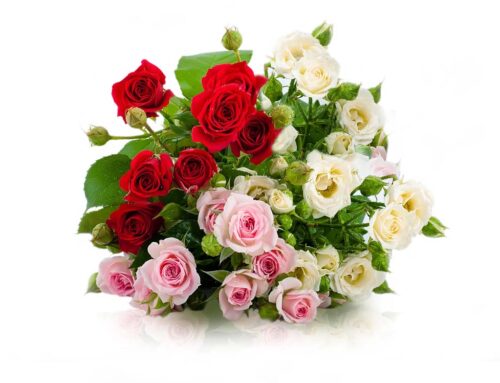 Shop Our Elegant and Fresh Mixed Roses Which are Perfect for All Occasions!