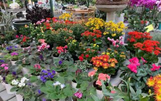 Veldkamp's Flowers Mother's Day Plants & Gifts Green & Flowering Plants, High Desert Succulents, Gorgeous Dish Gardens