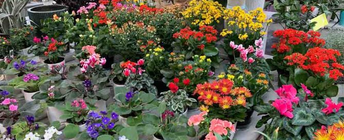 Veldkamp's Flowers Mother's Day Plants & Gifts Green & Flowering Plants, High Desert Succulents, Gorgeous Dish Gardens