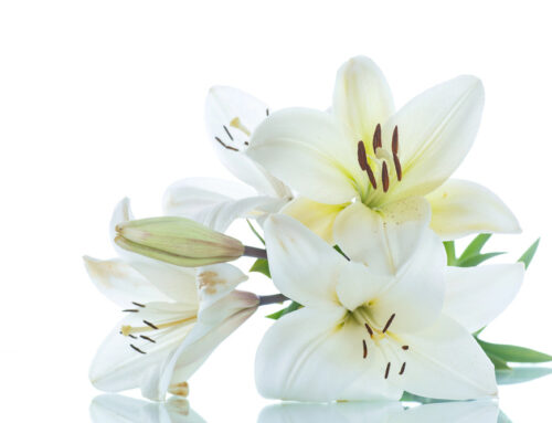 Blooming Bonds Honoring Grandparents Day with Thoughtful Floral Gifts