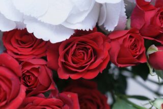 Veldkamp's Flowers offers Valentine's Flowers for Office Flower Delivery