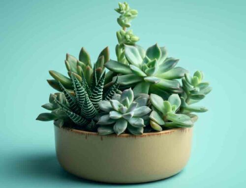 Father’s Day Plants and Flowers Express Love and Gratitude
