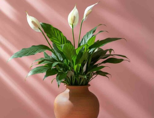 Mother’s Day Plants help to Honor and Celebrate Mothers